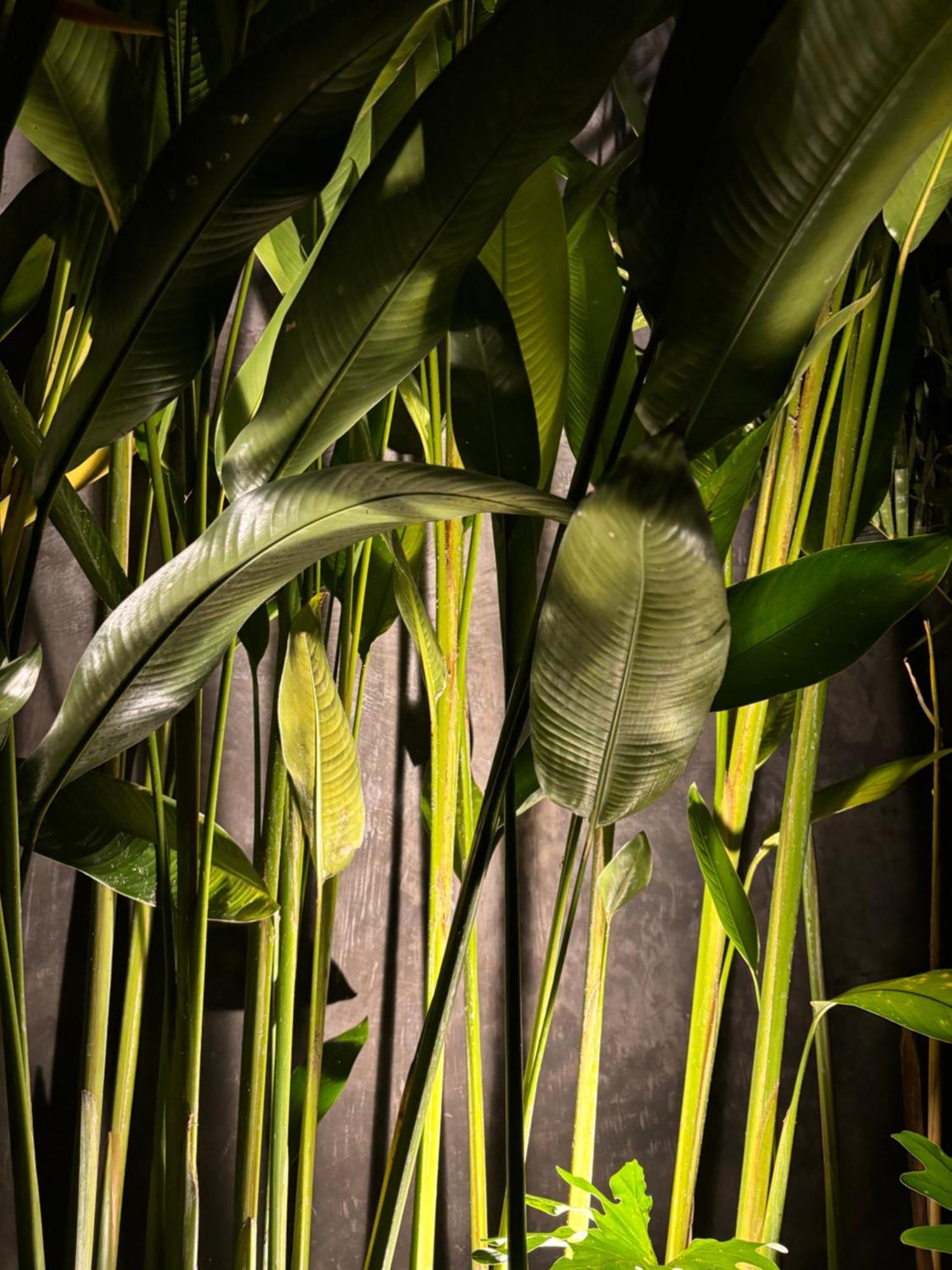 Rumah Kita Ecolodge Ubud Eksteriør billede